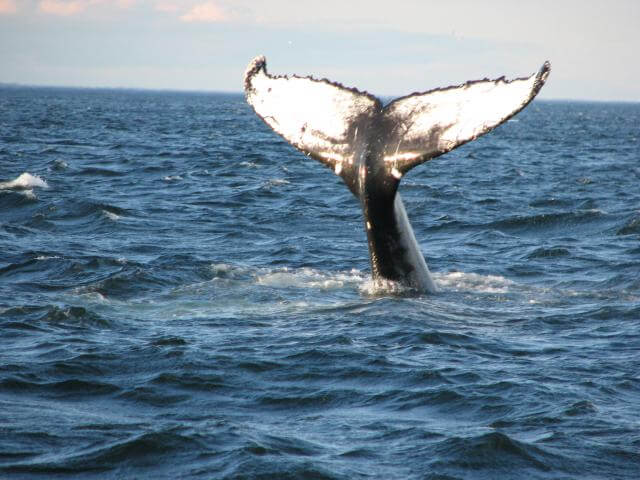 Queue Baleine à bosse Tadoussac